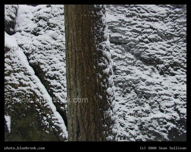 Dusting on Tree and Rock - Freshly fallen snow dusting the sides of a tree and rock near Hammond Pond, Newton MA