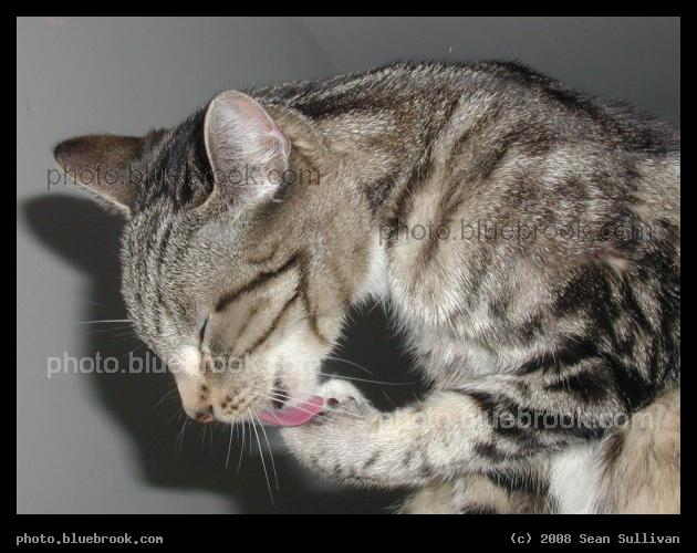 Paw Washing - Bella taking a bath