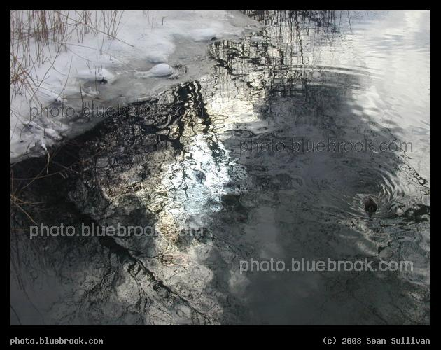 Where's the Duck? - A duck swimming in the Muddy River disappears in a maze of reflections, Boston MA