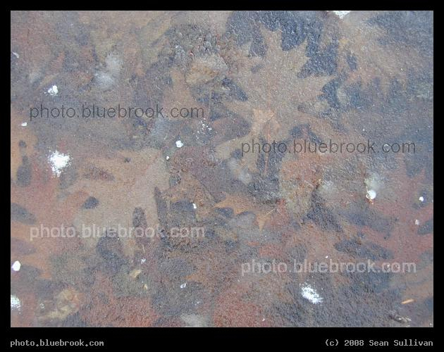 Leaves Under Ice - Near Hammond Pond, Newton MA
