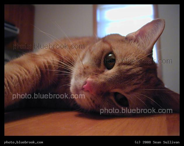 Antares Resting - Antares laying on a table