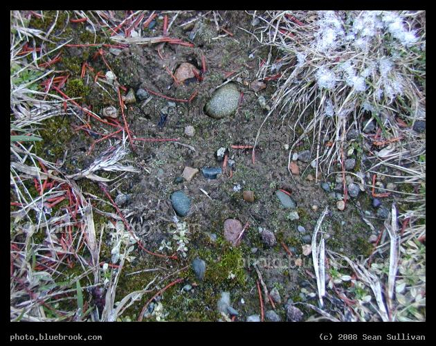 Approach of Spring - Mosses, pebbles, muddy ground, and a dusting of snow, in Quincy MA
