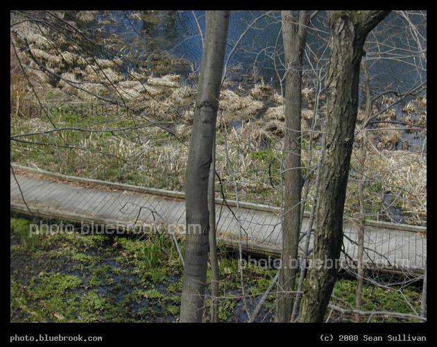 Boardwalk by the Pond - A boardwalk along the edge of Wards Pond, Brookline MA