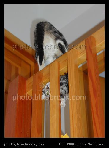 Little Clown - Bella on a railing