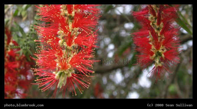 Tree Flowers - A detail of a flowering tree, Miami FL