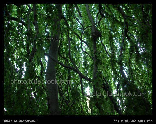 Private Alcove - Under the draping branches of a tree in the Arboretum, Boston MA