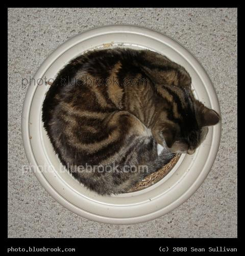 Cat in a Circle - Bella curled up on a combination cat scratcher and circular track-ball toy