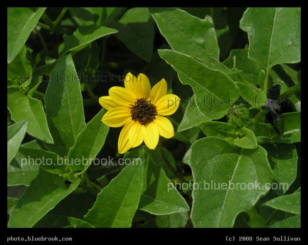 Beach Flower - A flower growing in sand dunes near the Atlantic Ocean, Miami Beach FL