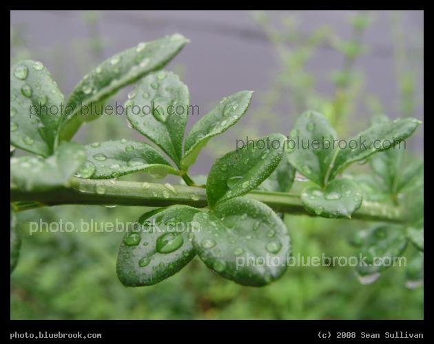 After the Rain - Drops of water on the leaves of a plant after a morning downpour, Washington DC