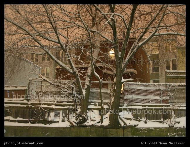 Trees Perched on a Ledge - Two trees growing at the top of a retaining wall beside the Sullivan Square MBTA subway station, Charlestown MA