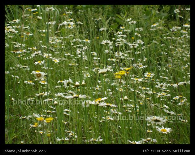 Among the Flowers - A view from ground level through a field of flowers, Virginia MN