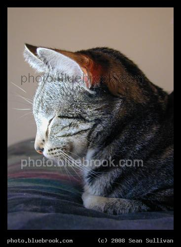 Serene Cat - Bella in a meditative moment