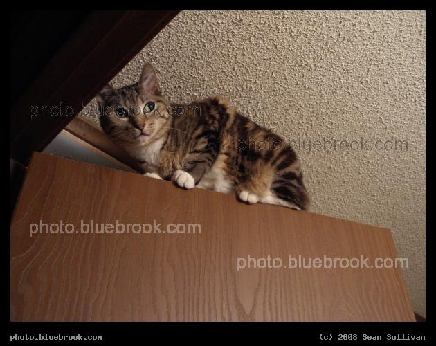 Bella Surveying - Yes, that is the top of a door.