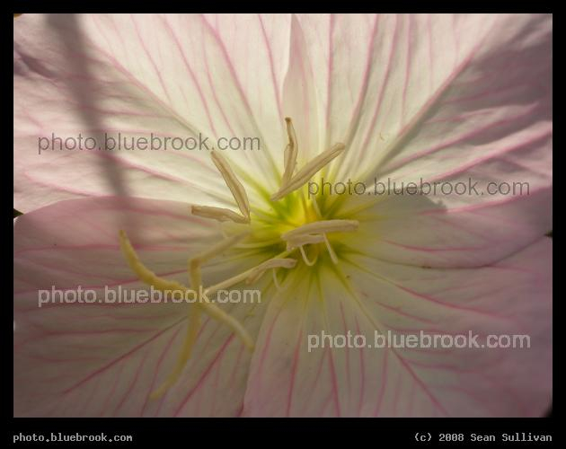 At Peace - Inside a flower at Katie