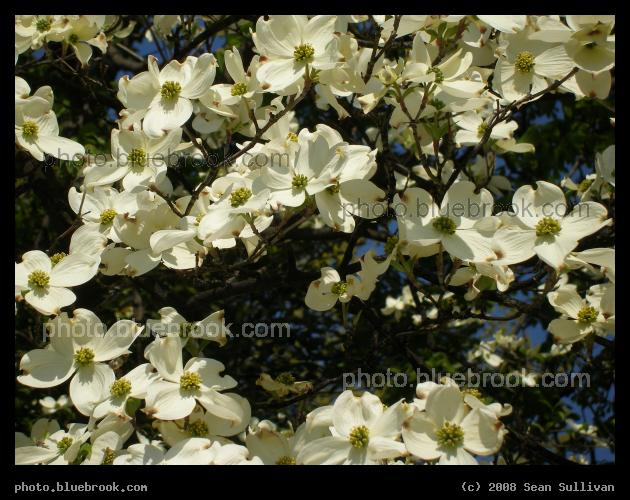 Dogwood - Flowering dogwood on the south side of the White House grounds, Washington DC