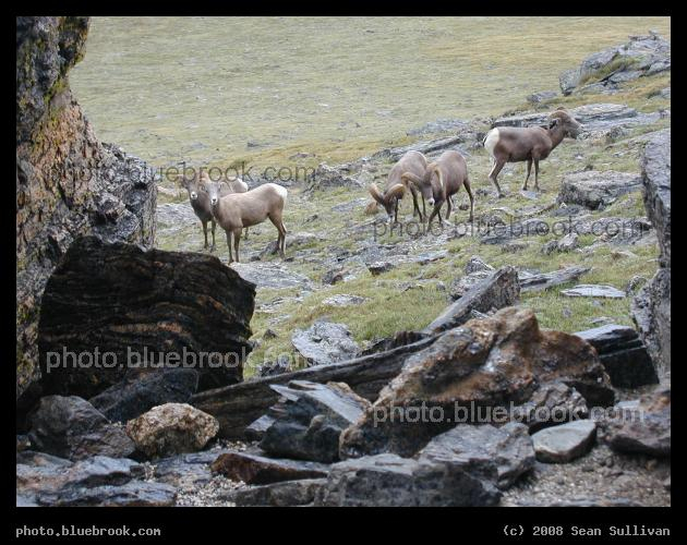 Bighorn Sheep - Rocky Mountain National Park, Colorado