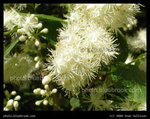 A Feast for Bees - These white flowers were popular with the bees. At the Arboretum, Jamaica Plain MA