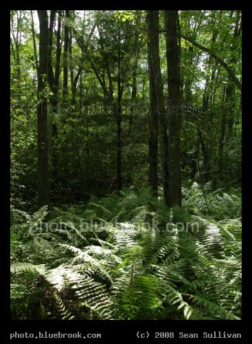 Sudbury Ferns - Ferns and trees at the Great Meadows National Wildlife Refuge, Sudbury MA