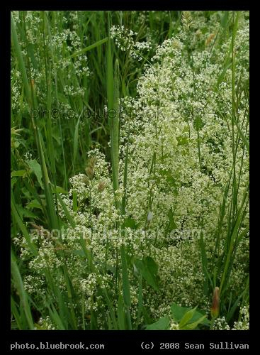 White Wildflowers - In a field, Amherst MA