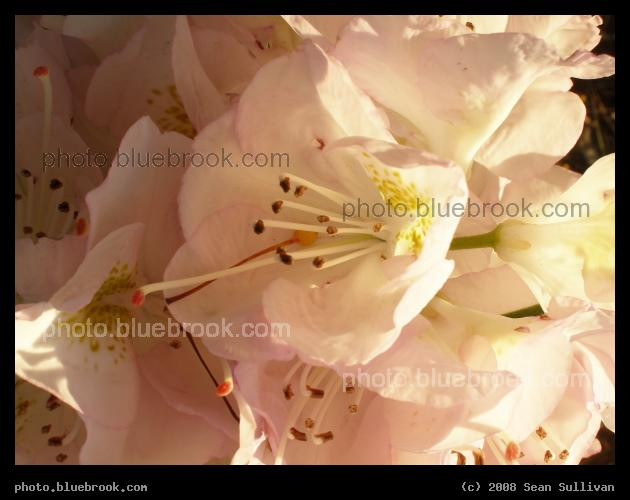 Evening Flowers - Landscaping flowers beside Commonwealth Avenue in the early evening, Boston MA
