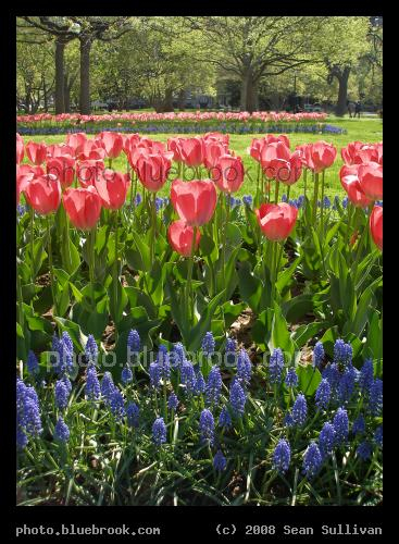 Lafayette Park - Flowers in a garden at Lafayette Park, Washington DC
