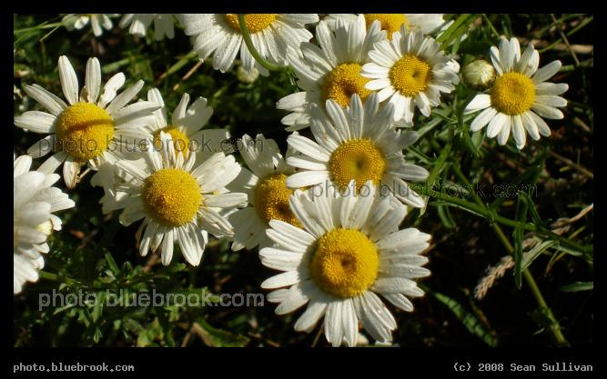 Sunny Daisies - A cluster of daisies in morning sunlight, Virginia MN
