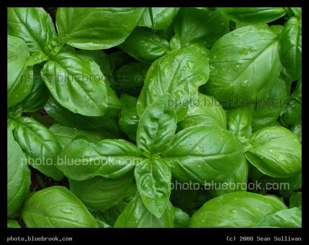 Basil - Basil growing in a backyard garden, Somerville MA