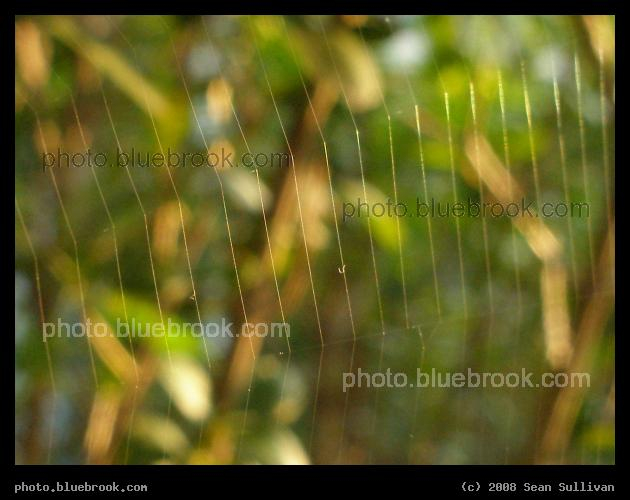 Strands of a Web - Strands of a spider