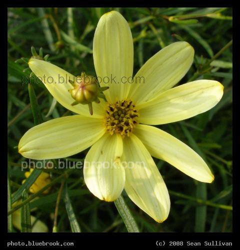 Yellow Flower and Bud - A rooftop garden in the South End district, Boston, MA