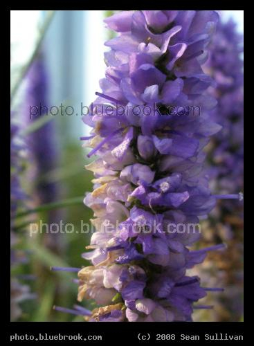 Violet Spire - Tiny blossoms in a rooftop garden in the South End district, Boston, MA