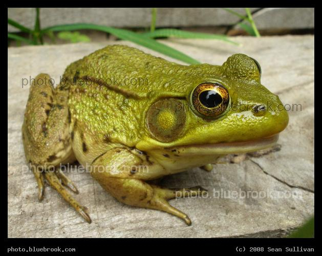 Frog - In a field, Amherst MA