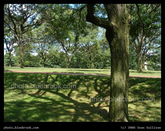 Shadow and Substance - Trees on the lawn of the Rhode Island state house, Providence RI