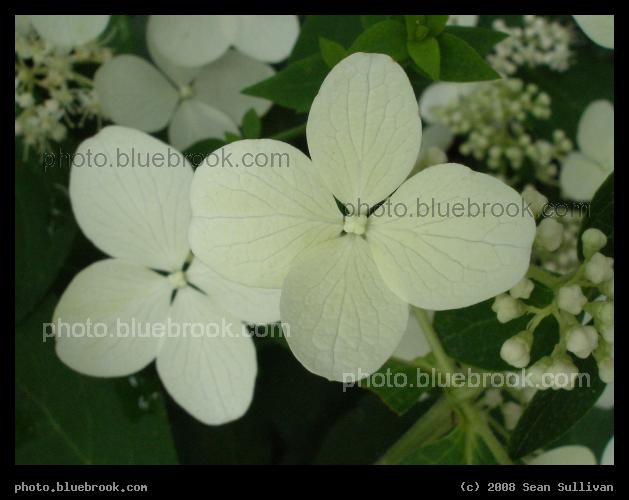 Four Petals - The similarity of flower petals to leaves is evident in this close-up image from a garden, Somerville MA