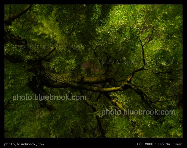 Willow Overhead - Public Garden, Boston MA