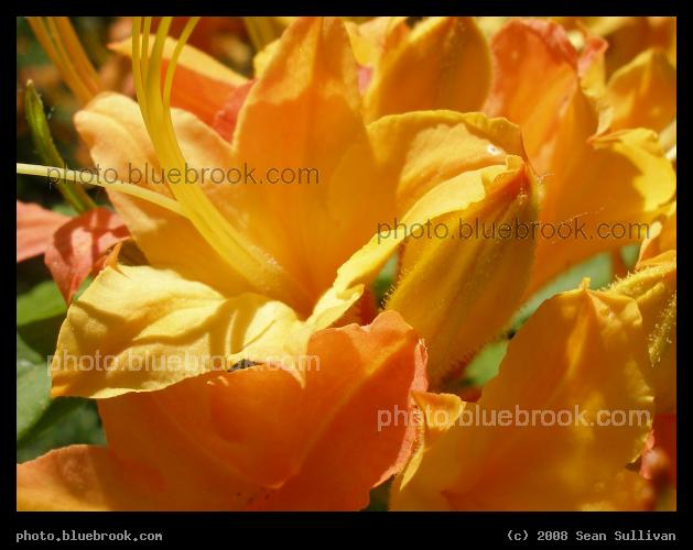Orange Glow - At the Arboretum, Jamaica Plain MA