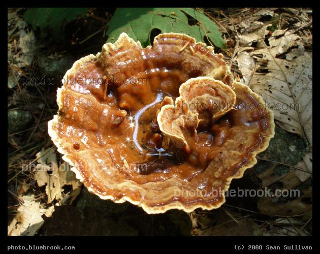 Mushroom Pool - A mushroom with water pooled in the cup.  Virginia Wood, Middlesex Fells Reservation, Melrose MA
