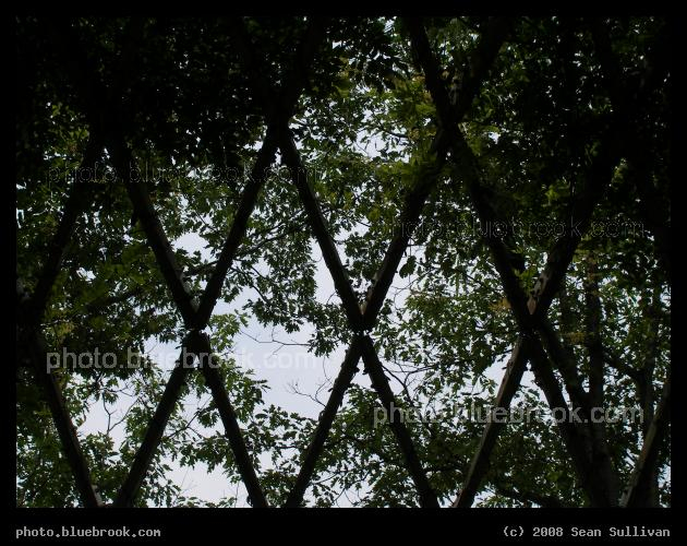 Diamond Trellis - An overhead trellis covering a pedestrian path at Christopher Columbus Park, Boston MA