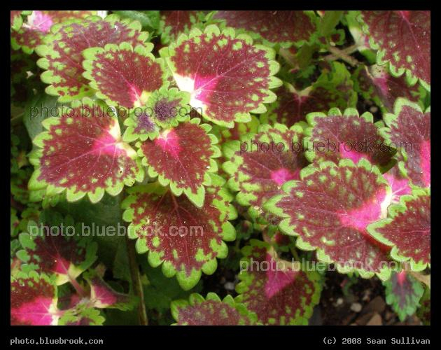 Coleus - Somerville, MA