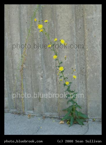 Opportunity - Finding one's niche ...