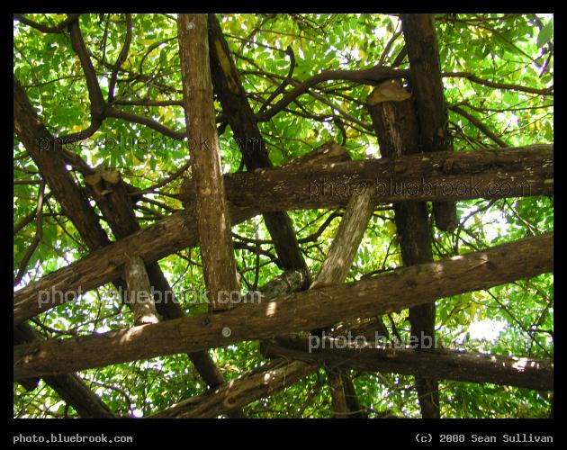 Logs and Leaves - An overhead trellis covering a pedestrian path in Central Park, New York City