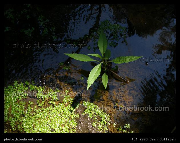Plantlets - Spot Pond Brook, Middlesex Fells Reservation, Melrose MA
