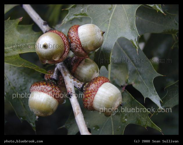 Acorns and Oak Leaves - Brookline MA