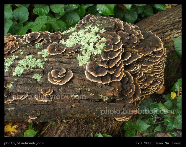 Fungus and Lichens - Frank Barney Conservation Area, Newton MA