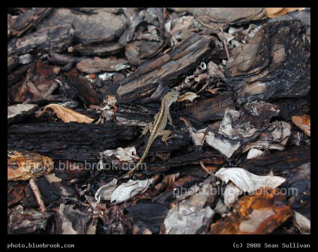 Camouflaged Anole - Bradenton, FL