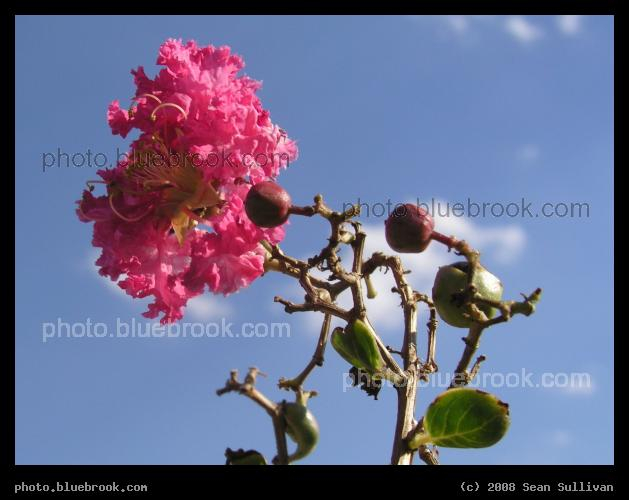 One Flower, Two Buds - A pink flower near Centrepoint Station, Fort Worth TX