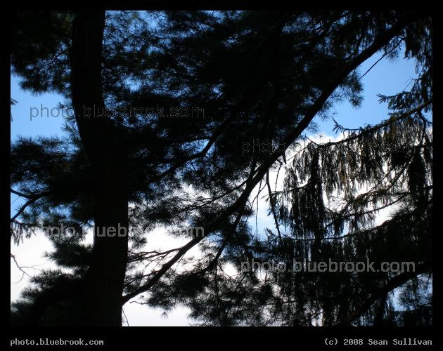 Sky and Tree - Cambridge MA
