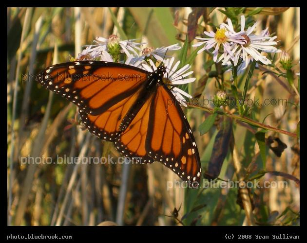October Butterfly - Belle Isle Reservation, East Boston MA