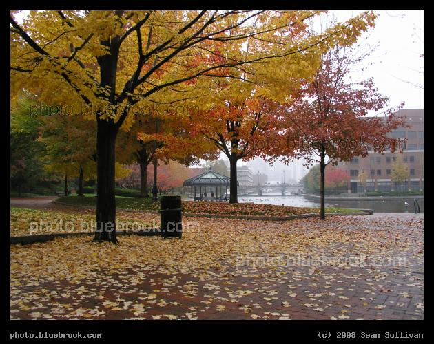 East Cambridge in Autumn - Trees beside the Lechmere Canal, Cambridge MA