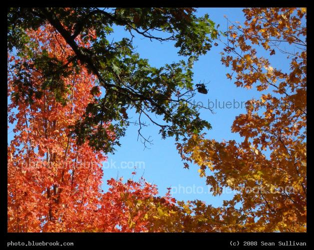 Three Colors - Autumn trees in red, green and yellow, Boston MA