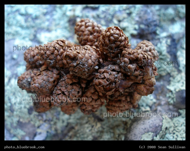 Focus on a Pinecone - Houghton Garden, Newton MA